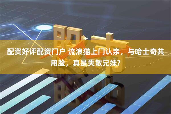 配资好评配资门户 流浪猫上门认亲，与哈士奇共用脸，真是失散兄妹?