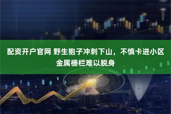 配资开户官网 野生狍子冲刺下山，不慎卡进小区金属栅栏难以脱身